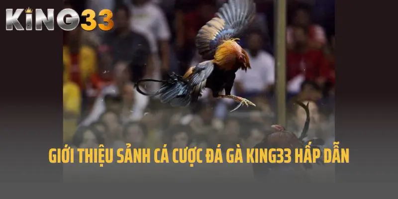Giới thiệu sảnh cá cược đá gà King33 hấp dẫn