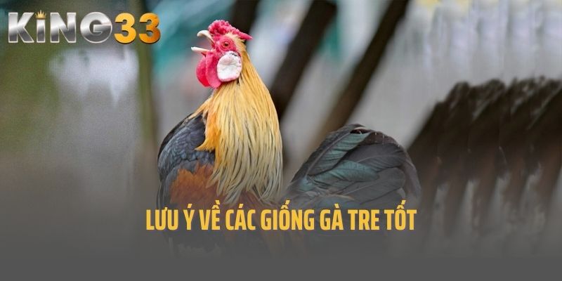Lưu ý về các giống gà tre tốt