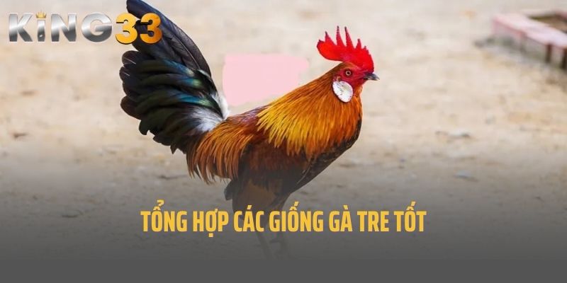 Tổng hợp các giống gà tre tốt