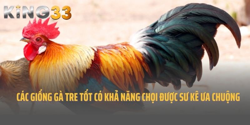 Các Giống Gà Tre Tốt Có Khả Năng Chọi Được Sư Kê Ưa Chuộng